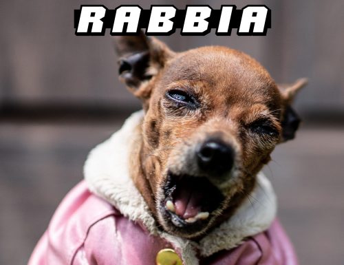 “Rabbia”: Il nuovo Ep dei Cane Maggiore – La recensione